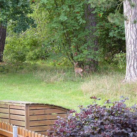 Ferienwohnung Im Wald Mit Kamin Bad Harzburg Buitenkant foto