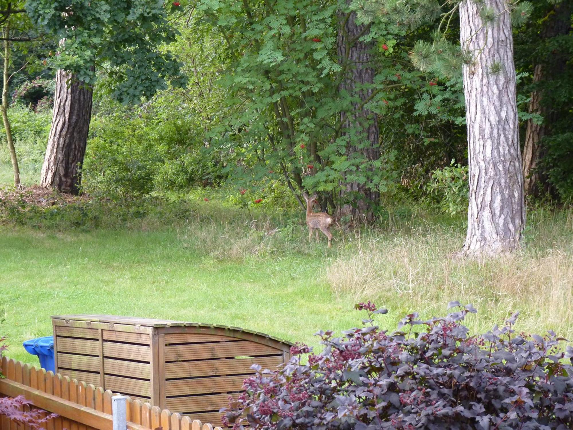 Ferienwohnung Im Wald Mit Kamin Bad Harzburg Buitenkant foto