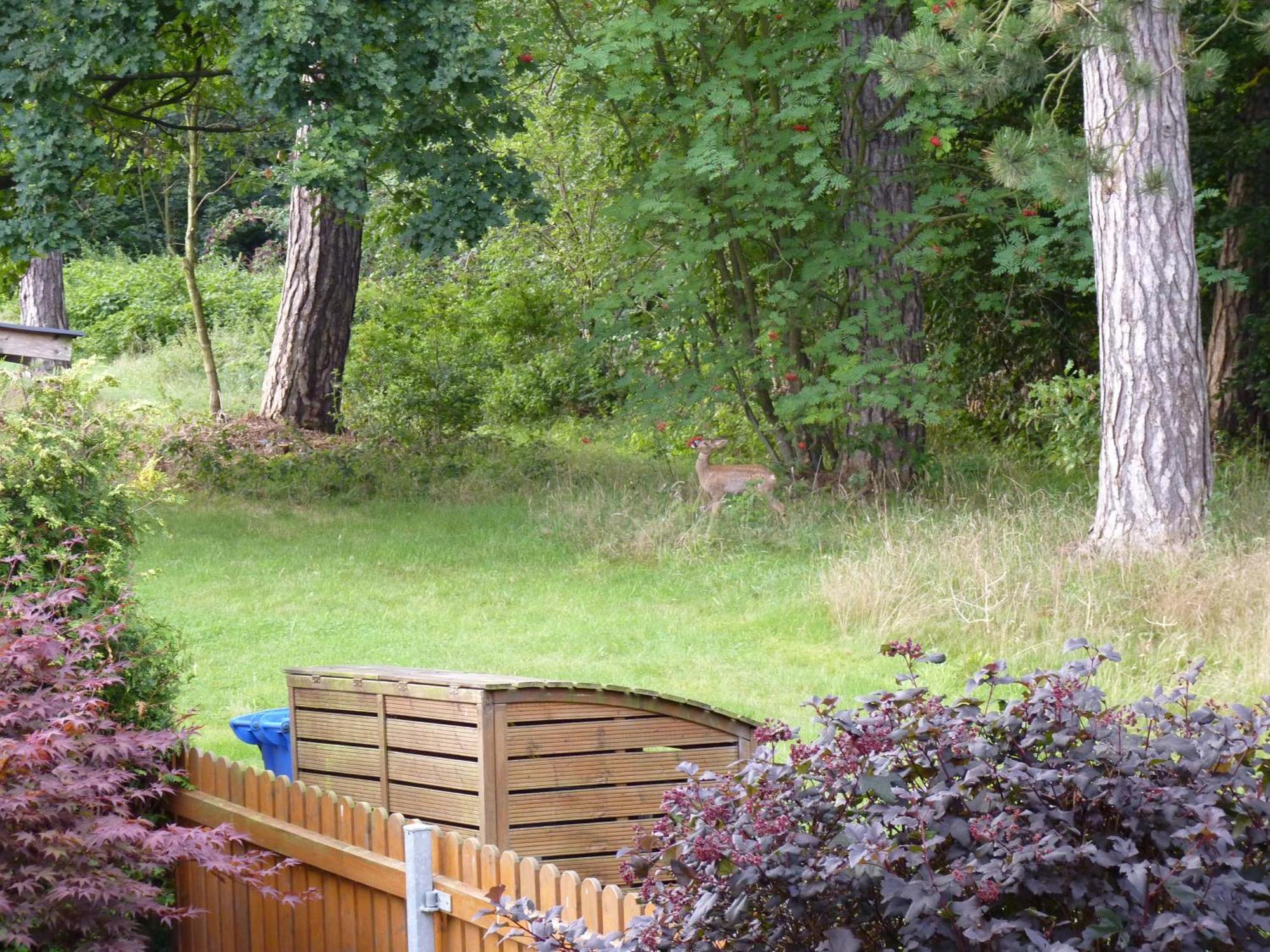 Ferienwohnung Im Wald Mit Kamin Bad Harzburg Buitenkant foto